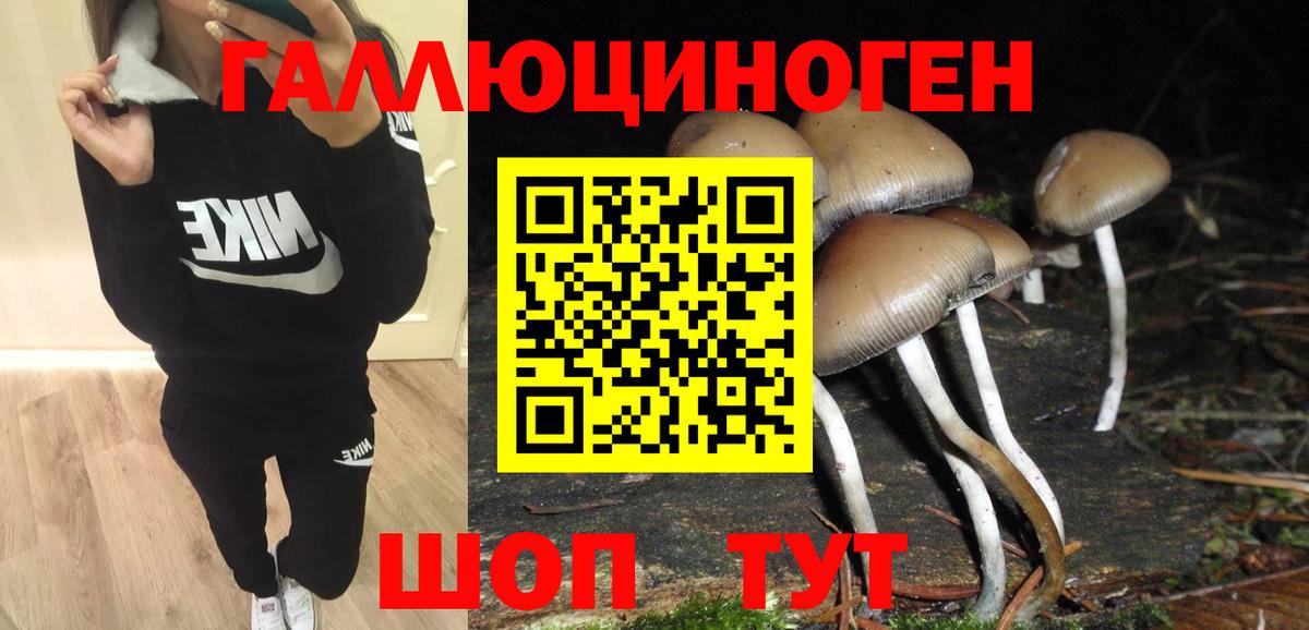 Псилоцибиновые грибы Psilocybe Ярославль